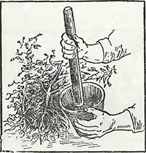 Рисунок 1. Посадка роз в горшки