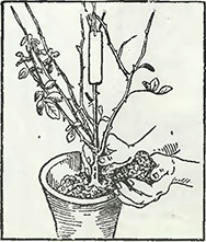 Рисунок 2. Посадка роз в горшки