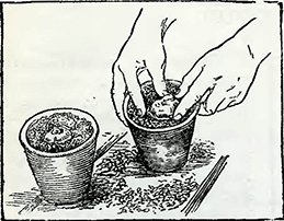 Рисунок 1. Посадка в горшки луковиц цикламенов