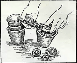 Рисунок 2. Посадка в горшки луковиц цикламенов