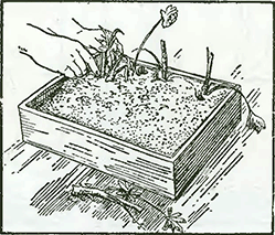 Рисунок 2. Выращивание бордюрных растений из стеблей отцветших растений