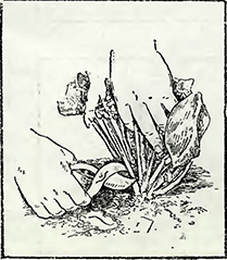 Рисунок 2. Обрезка гортензий в открытом грунте
