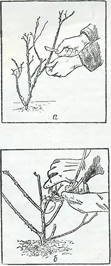 Рисунок 1. Обрезка роз весенней посадки
