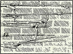 Рисунок 1. Зимняя обрезка глицинии