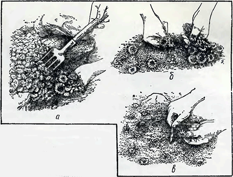 Рисунок 1. Деление растений
