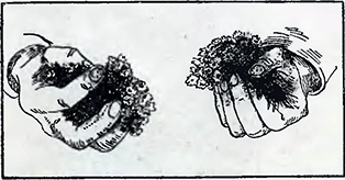 Рисунок 2. Деление растений