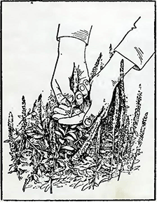 Рисунок 1. Сбор семян с бордюрных растений