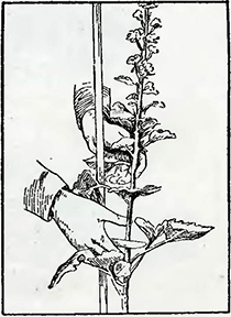 Рисунок 2. Сбор семян с бордюрных растений