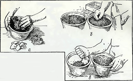 Рисунок 1. Посев семян в плошки