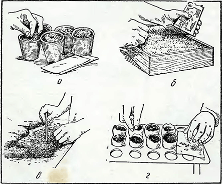 Рисунок 1. Посев семян душистого горошка