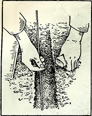 Рисунок 1. Посев душистого горошка при выращивании в открытом грунте