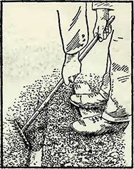 Рисунок 2. Посев душистого горошка при выращивании в открытом грунте