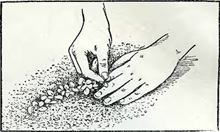 Рисунок 1. Пересадка рассады холодостойких растений