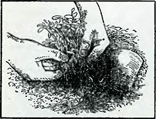 Рисунок 1. Высадка рассады, выращенной в горшках и посевных ящиках