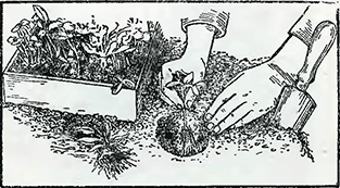 Рисунок 2. Высадка рассады, выращенной в горшках и посевных ящиках