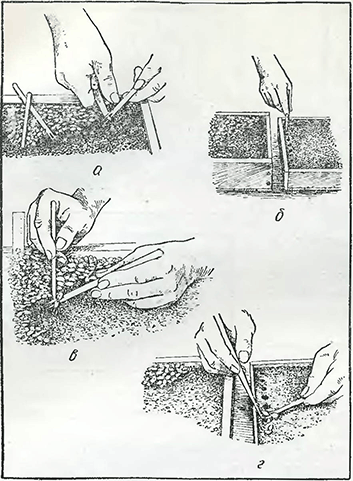 Рисунок 1. Пикировка сеянцев в посевные ящики