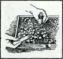Рисунок 2. Высадка рассады в горшки
