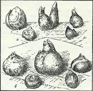 Рисунок 1. Отбор луковиц