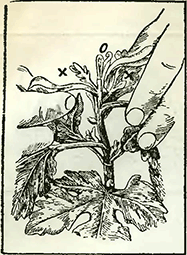 Рисунок 1. Нормировка цветочных почек у хризантем горшечной культуры