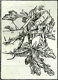 Рисунок 2. Нормировка цветочных почек у хризантем горшечной культуры