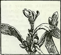 Рисунок 3. Нормировка цветочных почек у хризантем горшечной культуры