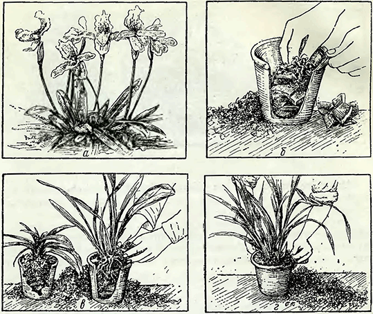 Рисунок 1. Выращивание орхидей