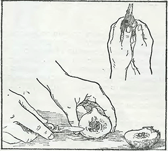 Рисунок 1. Хранение луковиц в домашних условиях