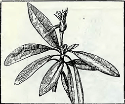 Рисунок 1. Рододендроны (азалии)