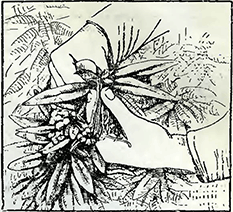 Рисунок 2. Рододендроны (азалии)