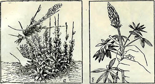 Рисунок 1. Уборка соцветий люпина