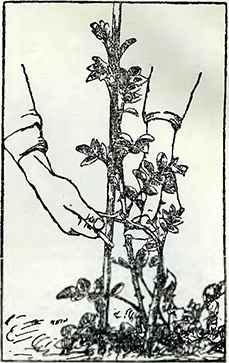 Рисунок 1. Подвязка побегов вьющихся роз