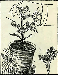 Рисунок 1. Пинцировка хризантем в горшечной культуре