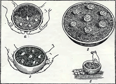 Рисунок 1. Расстояние и глубина при посадке луковиц в горшки и вазы