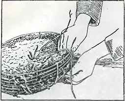 Рисунок 1. Выращивание дикого винограда в корзинах