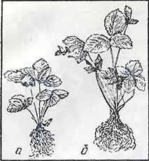 Рисунок 1. Посадка земляники