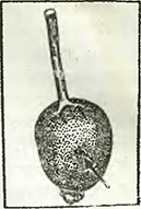 Рисунок 2. Нормировка плодов яблонь и груш