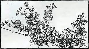 Рисунок 1. Летняя обрезка крыжовника