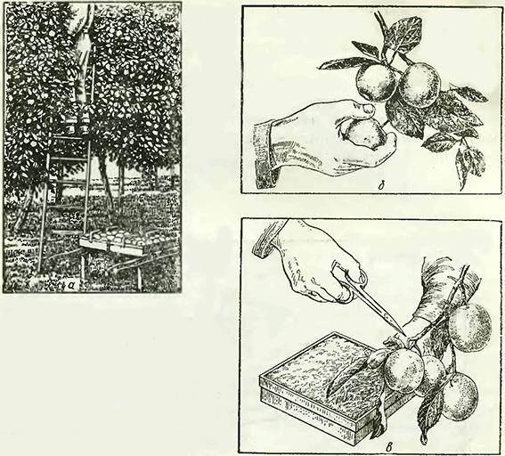 Рисунок 1. Сбор сливы