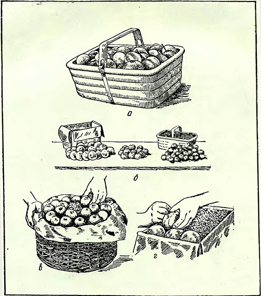 Рисунок 1. Упаковка плодов