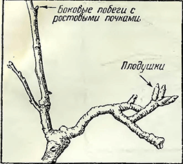 Рисунок 1. Что такое шпорцы