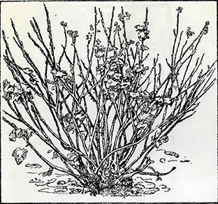 Рисунок 1. Обрезка чёрной смородины