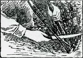 Рисунок 2. Обрезка чёрной смородины