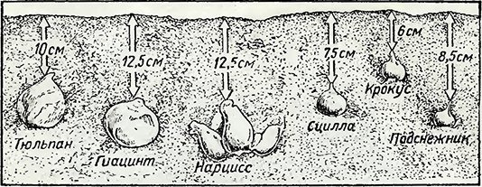 Рисунок 1. Глубина весенней посадки цветочных луковиц в открытом грунте