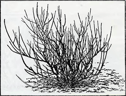 Рисунок 3. Обрезка красной и белой смородины