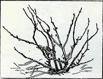 Рисунок 4. Обрезка красной и белой смородины