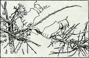 Рисунок 3. Обрезка крыжовника