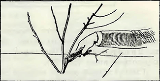 Рисунок 2. Обрезка сортов черешни, предназначенных для технологической переработки