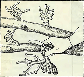 Рисунок 3. Обрезка плодовых деревьев при формовой культуре