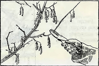 Рисунок 3. Обрезка орешника