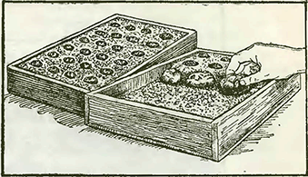 Рисунок 1. Проращивание луковиц бегонии